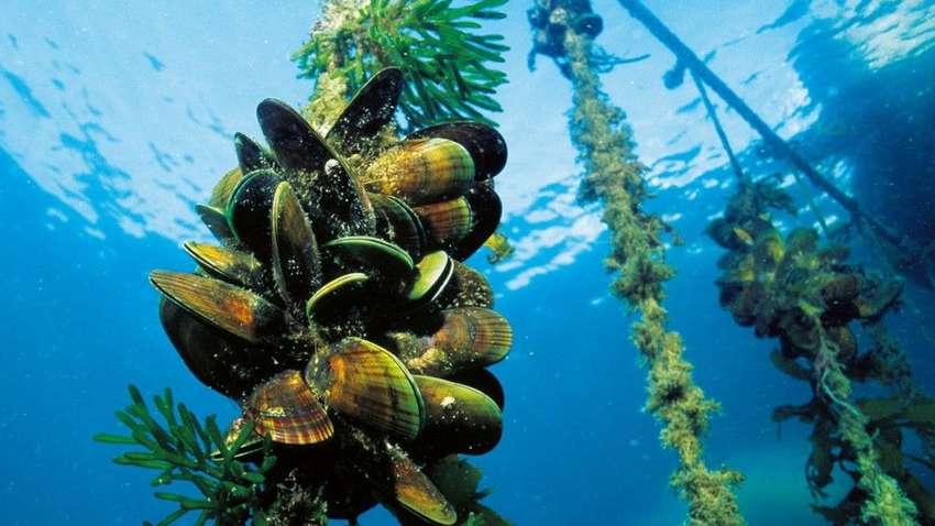 Водоросли, килька, моллюски: какой будет пища будущего Водоросли, килька, моллюски: какой будет пища будущего