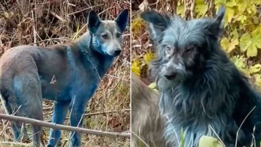 Нашли причину, почему собаки в Чернобыле стали синего цвета Нашли причину, почему собаки в Чернобыле стали синего цвета