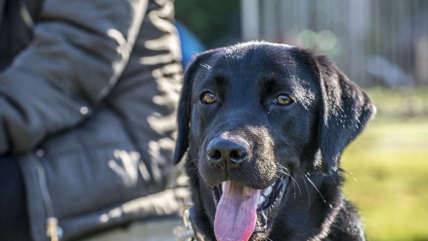 В Днепре спасали лабрадора, выпившего бутылку коньяка (ВИДЕО)