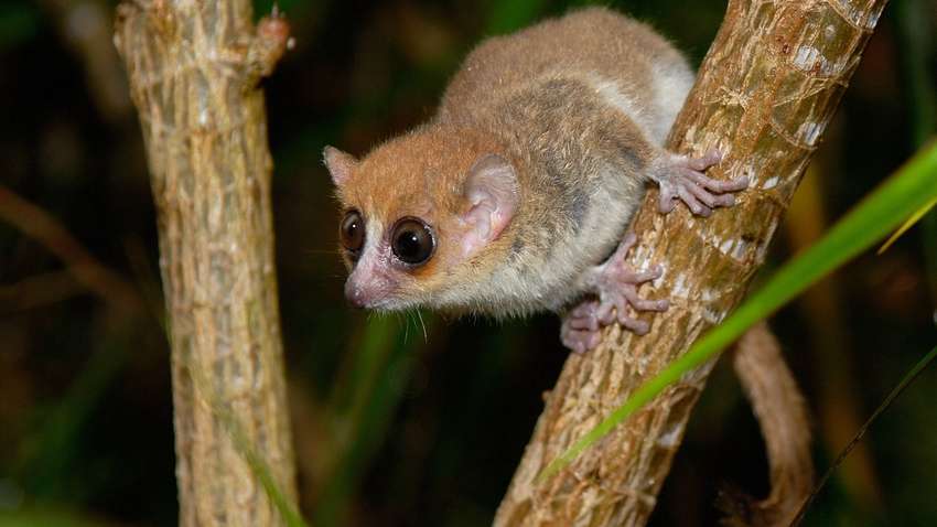Какие животные могут вымереть из-за глобального потепления