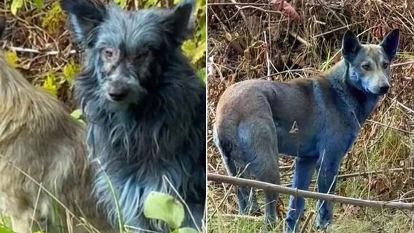 В Чернобыле заметили синих собак: что о них известно (ФОТО)