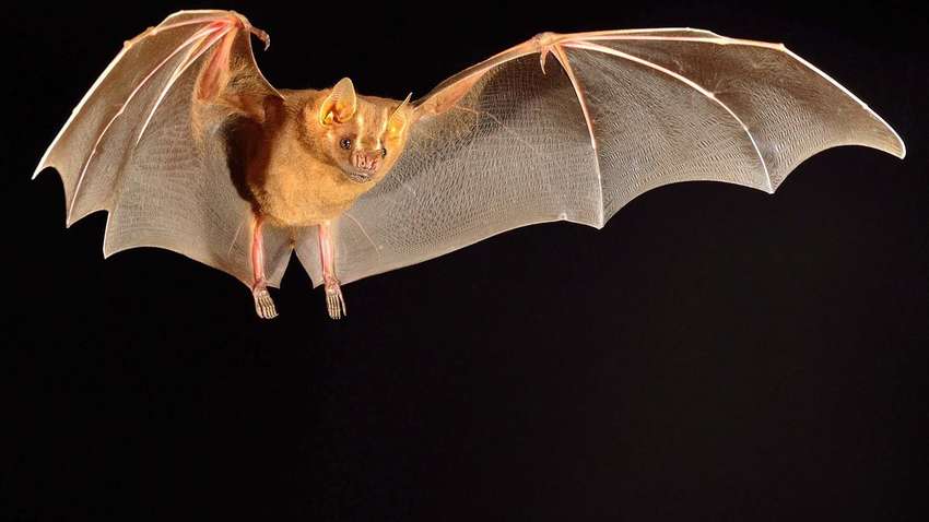 Існувала 100 тисяч років тому: в печері Аргентини знайшли останки гігантського кажана (ФОТО)