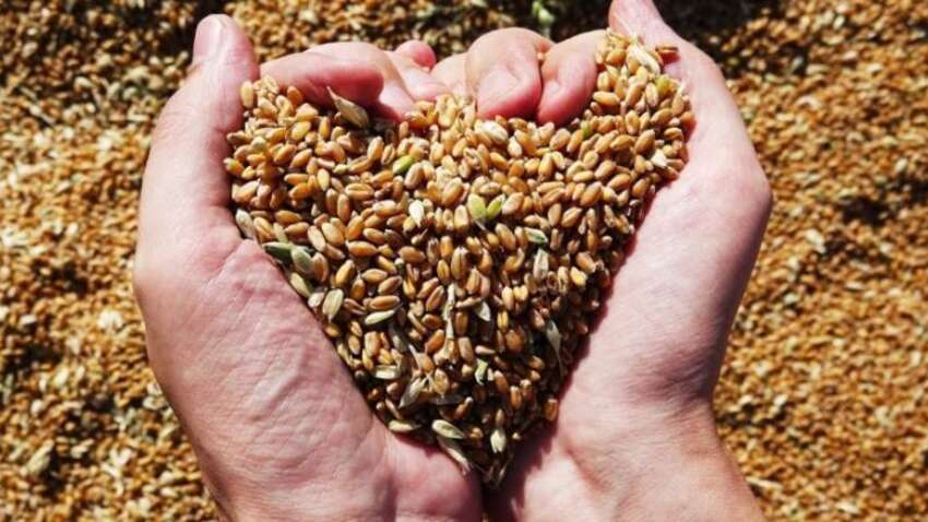 Хлеба хватит или нет: прогноз урожая в Украине на 2026 год удивил