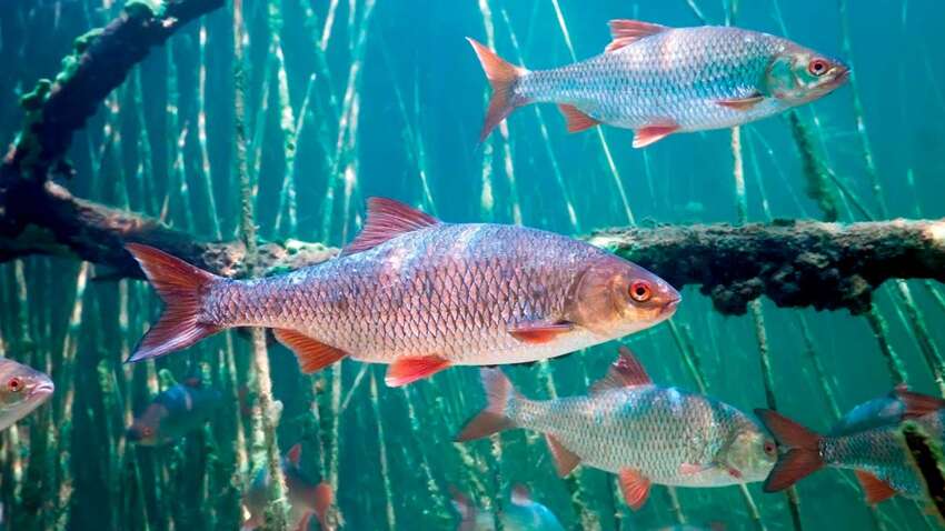 Жителей Молдовы призвали не есть рыбу: какая причина