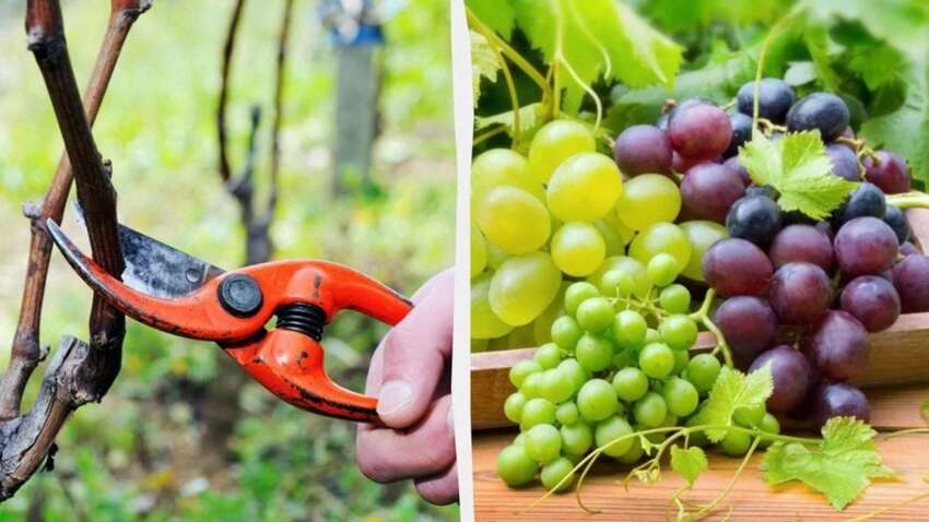Як зробити так, щоб вашому урожаю винограду заздрили всі: ці поради втілять мрію городників 