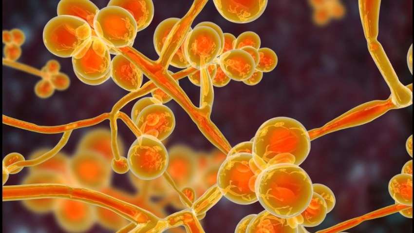 Медики бьют тревогу: коронавирус может cпровоцировать распространение заболевания, которое не лечится