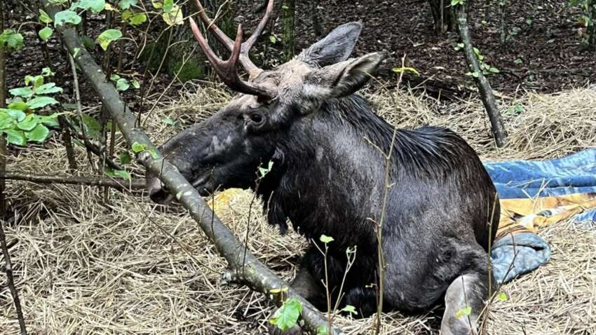 На Рівненщині волонтери рятували лося, який кілька днів лежав у болоті (ФОТО)