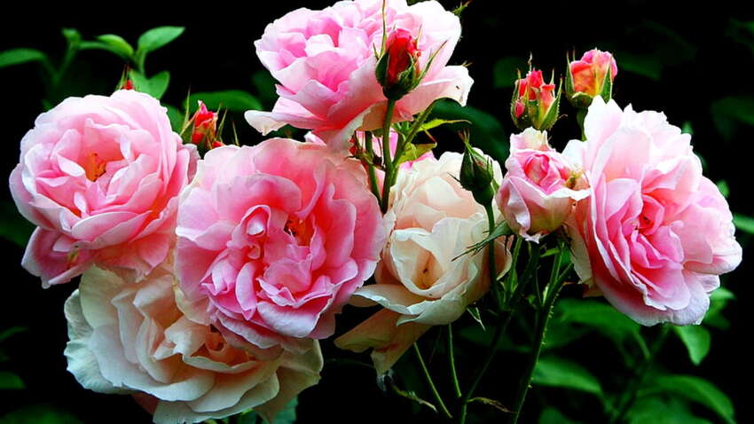 Як змусити троянди цвісти довше: несподіваний секрет від досвідчених дачників