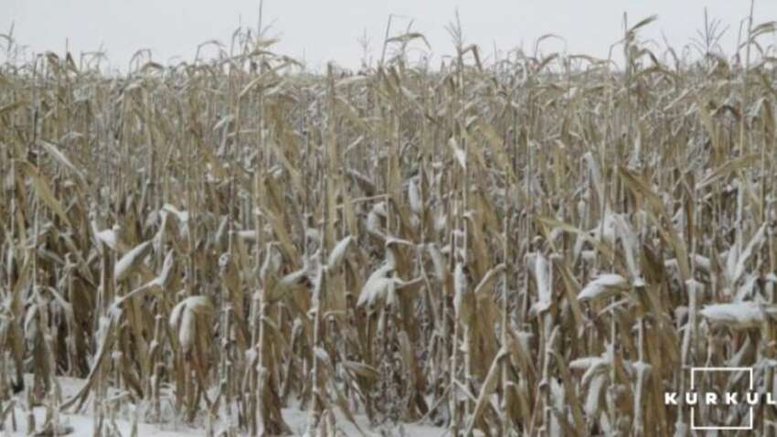 Снег идет, комбайны молотят: украинские аграрии собирают кукурузу, сою и подсолнечник в январе
