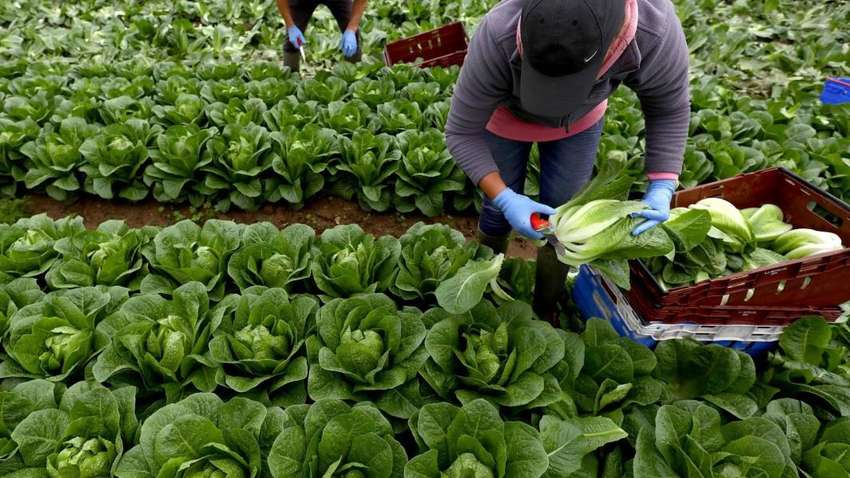 "Больше половины заробитчан в Польше хотят остаться там навсегда", - соцопрос 