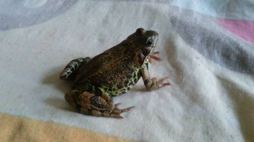 Непрохана гостя на порозі: до грошей, сварок чи гріха — несподіване пояснення священника ПЦУ