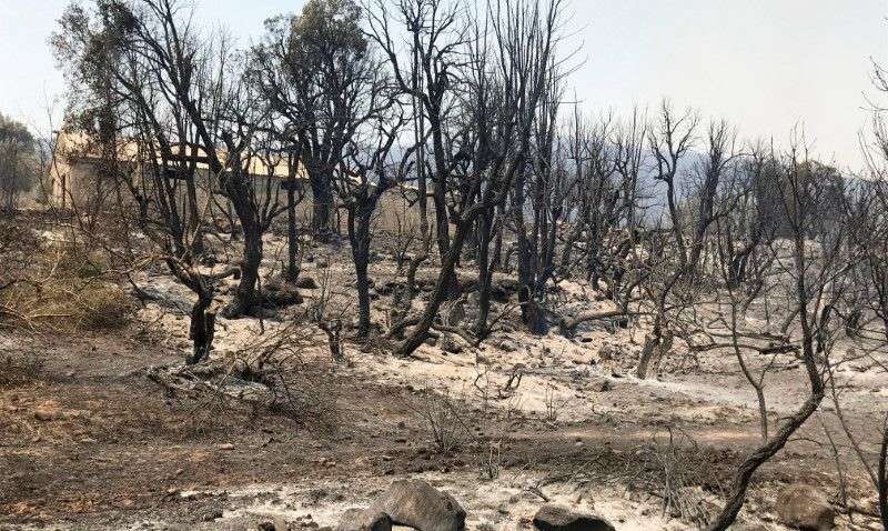 В Алжирі лісові пожежі забирають все більше життів: в країні оголосили траур В Алжирі лісові пожежі забирають все більше життів: в країні оголосили траур