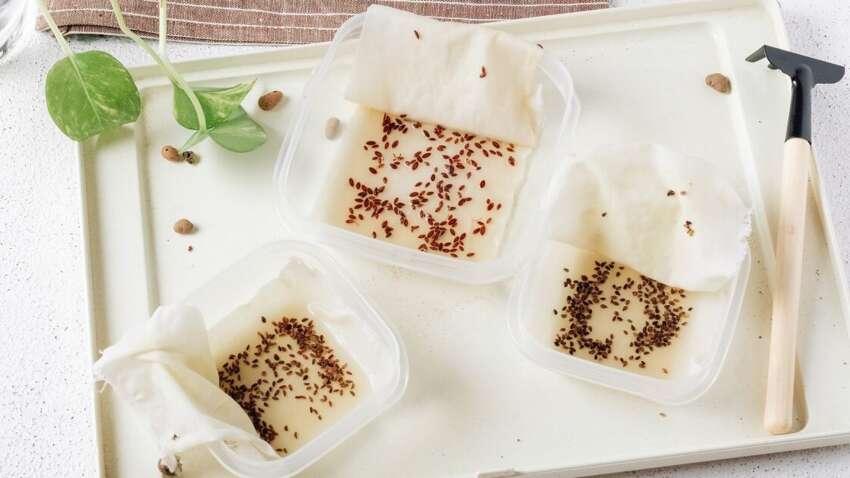 Эти семена нельзя замачивать перед посевом: огородники предупредили о роковой ошибке, которая портит урожай