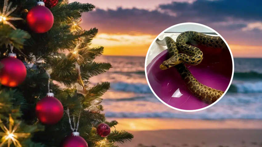 На Гавайях в контейнере с елками обнаружили неожиданное существо