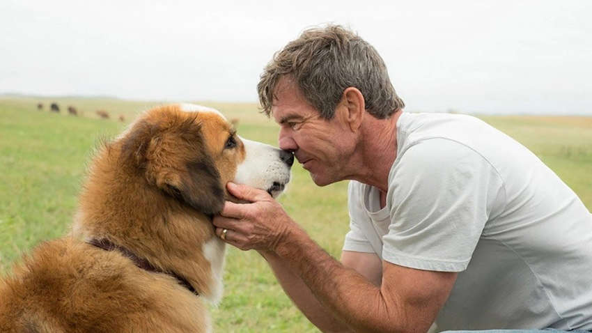 Топ фильмов о верных друзьях: истории собак, которые тронут душу Топ фильмов о верных друзьях: истории собак, которые тронут душу