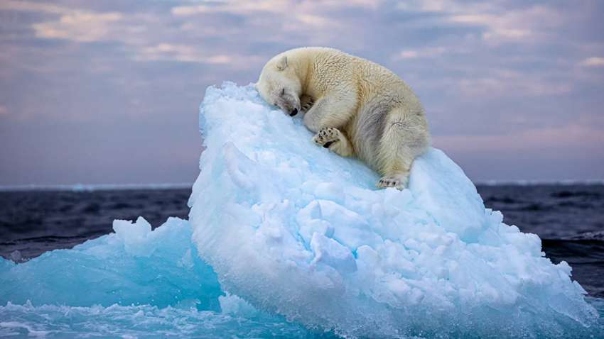 Вчені б’ють на сполох: білі ведмеді у серйозній небезпеці Вчені б’ють на сполох: білі ведмеді у серйозній небезпеці