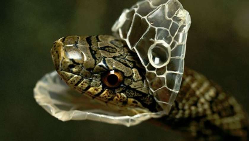 Прес-секретар Білого дому скинула шкіру перед Днем подяки Прес-секретар Білого дому скинула шкіру перед Днем подяки