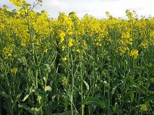 Європейські фермери не хочуть вирощувати ріпак