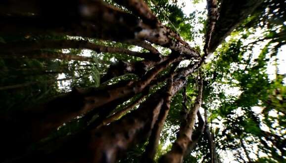 Ботаніки виявили невідоме науці дерево: воно віком 3 тисячі років Ботаніки виявили невідоме науці дерево: воно віком 3 тисячі років