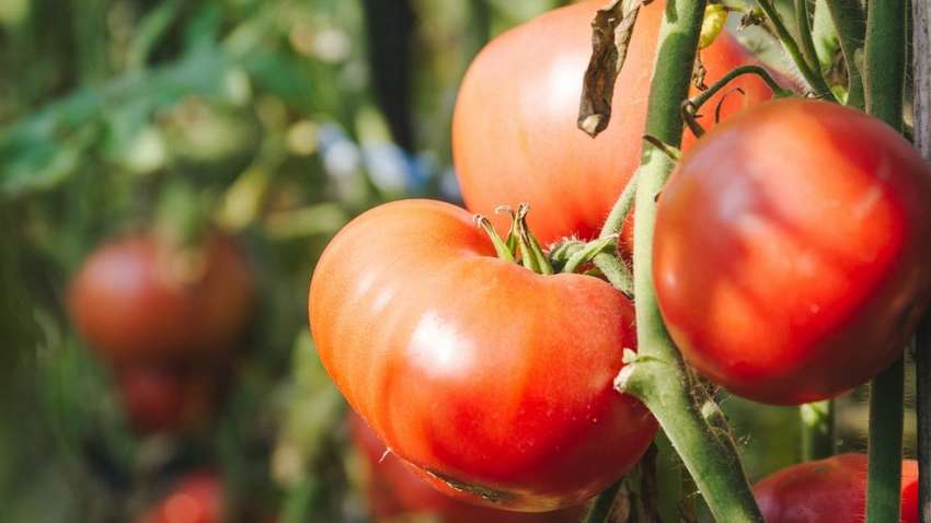 Як підвищити врожай томатів у 2 рази: потрібно знати три секрети