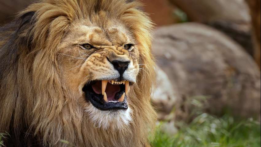 Біля африканського заповідника леви вбили двох дітей Біля африканського заповідника леви вбили двох дітей