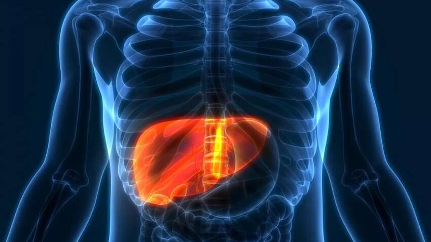 Ці 10 відомих продуктів повністю відновлюють роботу печінки про що мова Ці 10 відомих продуктів повністю відновлюють роботу печінки про що мова