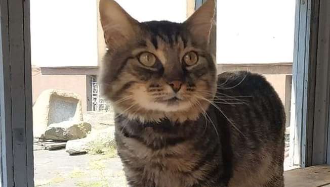У Дніпрі дворового кота працевлаштували в історичний музей