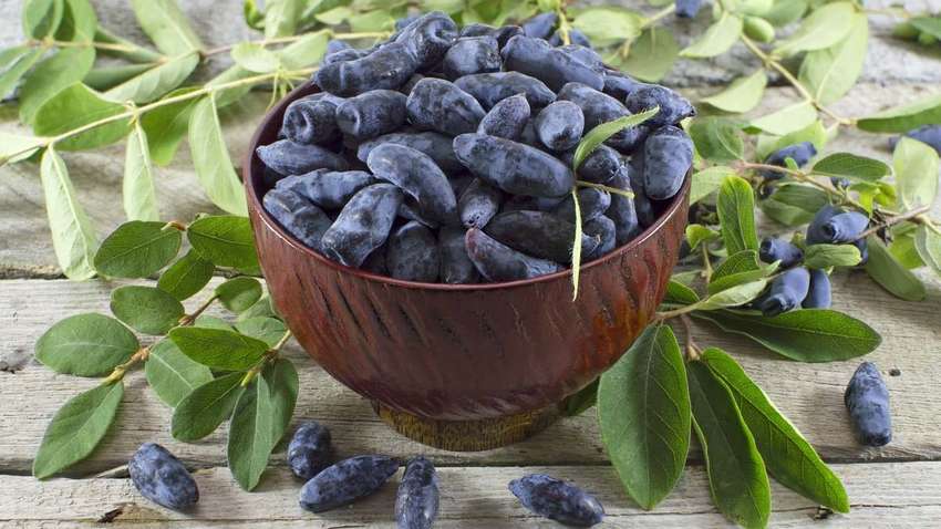 В Украине вырастили гигантскую ягоду: как она выглядит (ФОТО) 