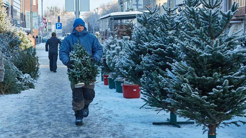 Стало известно, сколько елок заготовили в Украине на Новый год