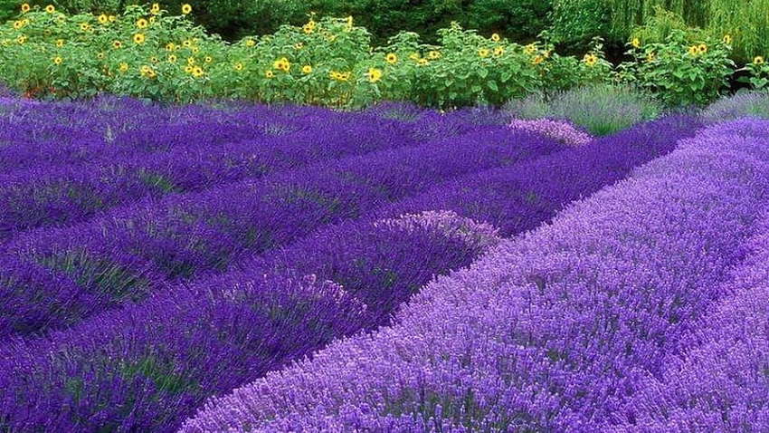 Лаванда - прекрасний антисептик Лаванда - прекрасний антисептик