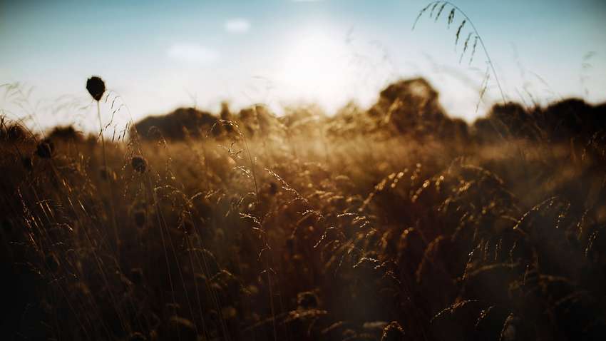 Сельское хозяйство во время войны: какие самые большие вызовы и как решить проблемы аграриев