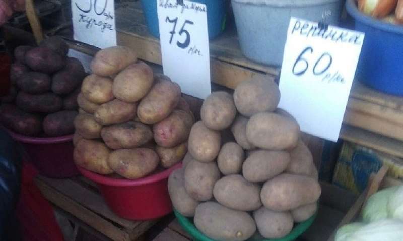 Журналист: стоимость картошки в «ЛНР» перевалила за доллар при средней зарплате в 100 долларов Журналист: стоимость картошки в «ЛНР» перевалила за доллар при средней зарплате в 100 долларов