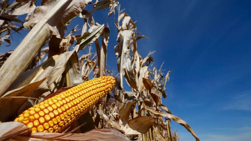 Шантаж Трампа таки спрацював: Україна втрачає ключовий ринок