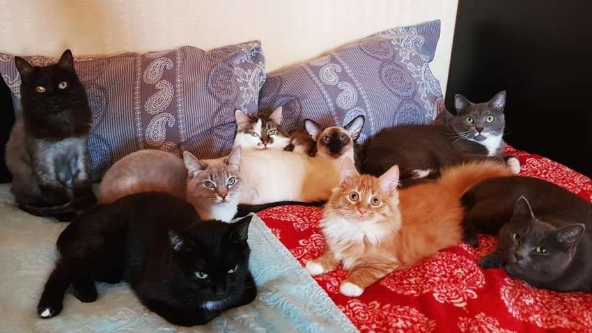 Італійські зоозахисники вилучили з 100-метрової квартири 110 кішок