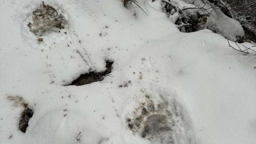 Едва не наткнулись на медведя: пограничники задержали 11 нарушителей в Карпатах