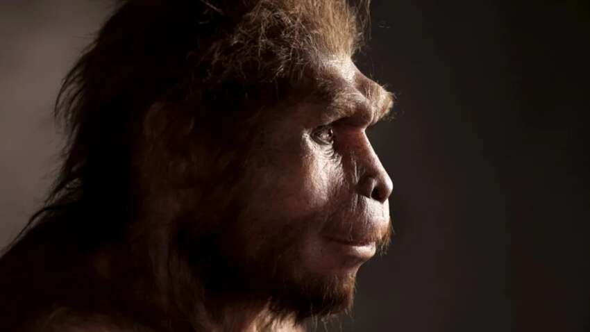 Ученые впервые исследовали генетический материал Homo erectus: это изменяет эволюцию человека