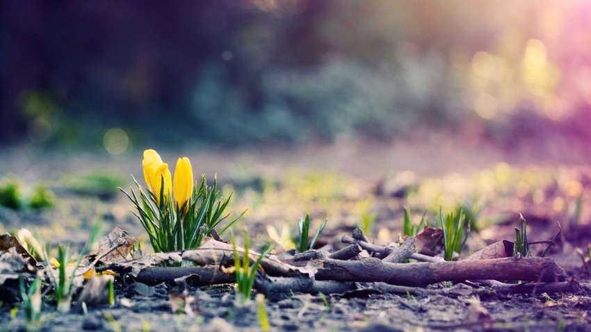 Прогноз погоды: когда украинцам ожидать настоящую весну 