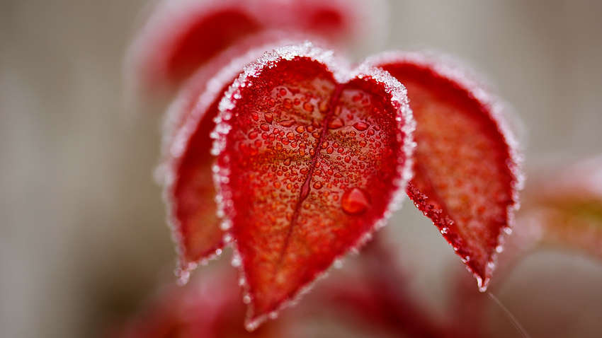 В Украине из-за заморозков объявили "оранжевый" уровень опасности: где будет холоднее всего В Украине из-за заморозков объявили "оранжевый" уровень опасности: где будет холоднее всего