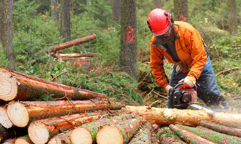 Украинские лесхозы оказались в сложном финансовом положении: в Гослесагентстве назвали причину Украинские лесхозы оказались в сложном финансовом положении: в Гослесагентстве назвали причину
