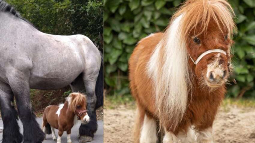 Менший за великого пса: як виглядає найнижчий кінь у світі (ФОТО)