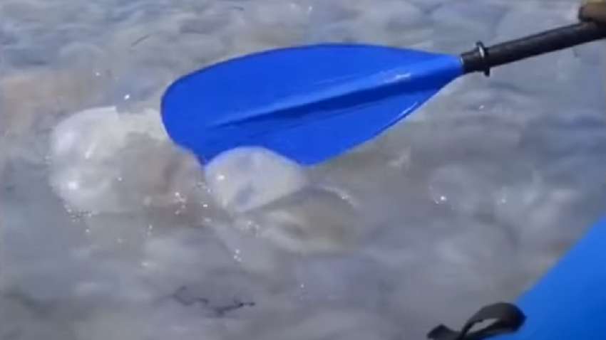 У Бердянську відпочивальники знайшли "острів медуз" (ВІДЕО)