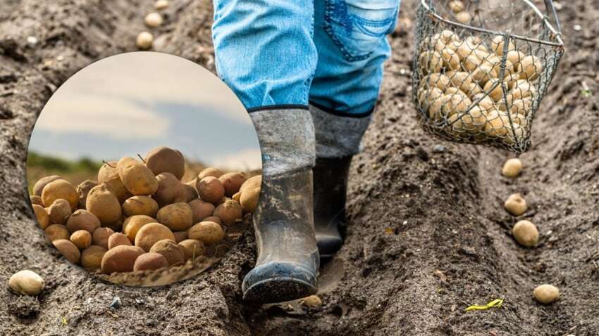 Качество клубней и урожай сильно разочаруют: эти виды картофеля лучше не сажать этой весной. 