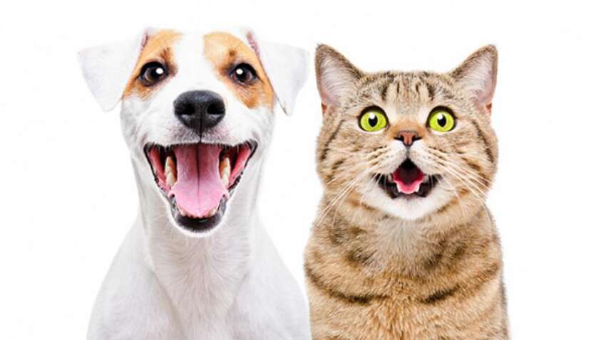 Збалансоване харчування для улюбленців: міфи про сухий корм