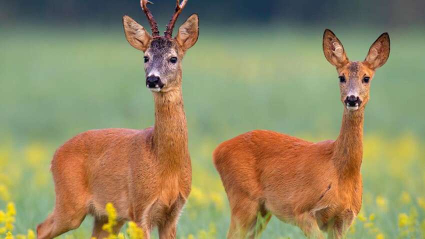 С 1 апреля украинцам запретят шуметь в лесах: за что могут оштрафовать уже на этой неделе С 1 апреля украинцам запретят шуметь в лесах: за что могут оштрафовать уже на этой неделе