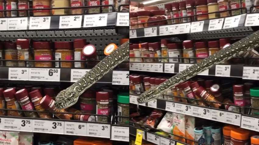 В Австралії жінка зустріла пітона, який виліз з полиці в супермаркеті В Австралії жінка зустріла пітона, який виліз з полиці в супермаркеті