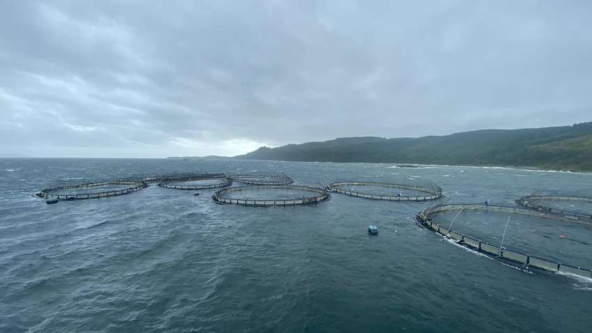 У Шотландії лососі влаштували втечу з рибної ферми