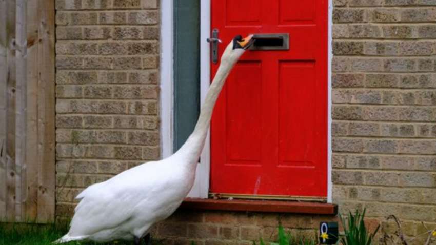 У Британії лебідь «тероризує» місцевих жителів (ВІДЕО)