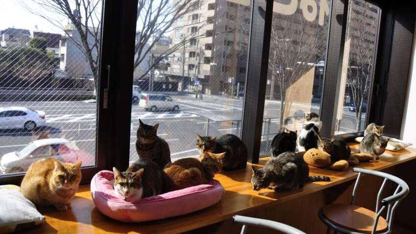 Все котокафе нужно закрыть: зоозащитники объяснили почему Все котокафе нужно закрыть: зоозащитники объяснили почему