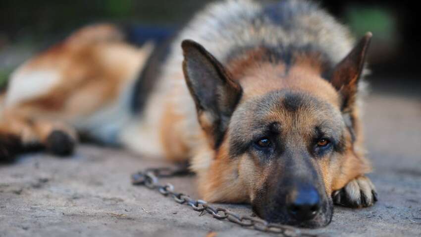 Собакам — свободу, власникам — штрафи: у Чехії жорстко заборонили тримати тварин на прив’язі