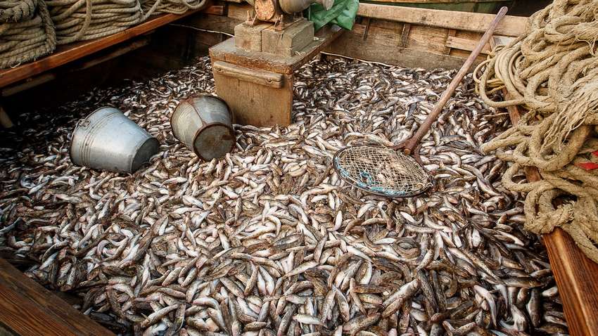 Украина и Россия пришли к консенсусу по рыболовству в Азовском море